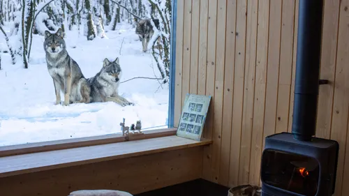 Un hiver en Lorraine avec le Parc Animalier de Sainte-Croix 